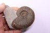 Lytoceras fimbriatum - Carixien - Ennery (57) FRANCE