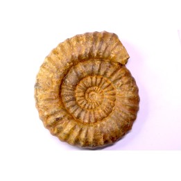 Aegoceras capricornus - Carixien - Nancy (54) FRANCE