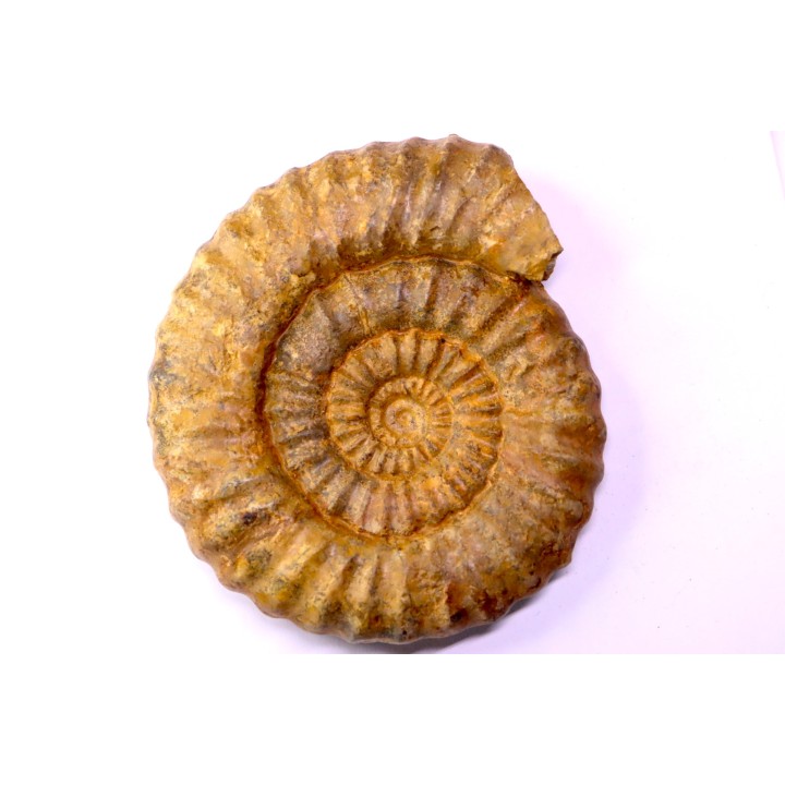 Aegoceras capricornus - Carixien - Nancy (54) FRANCE