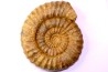 Aegoceras capricornus - Carixien - Nancy (54) FRANCE