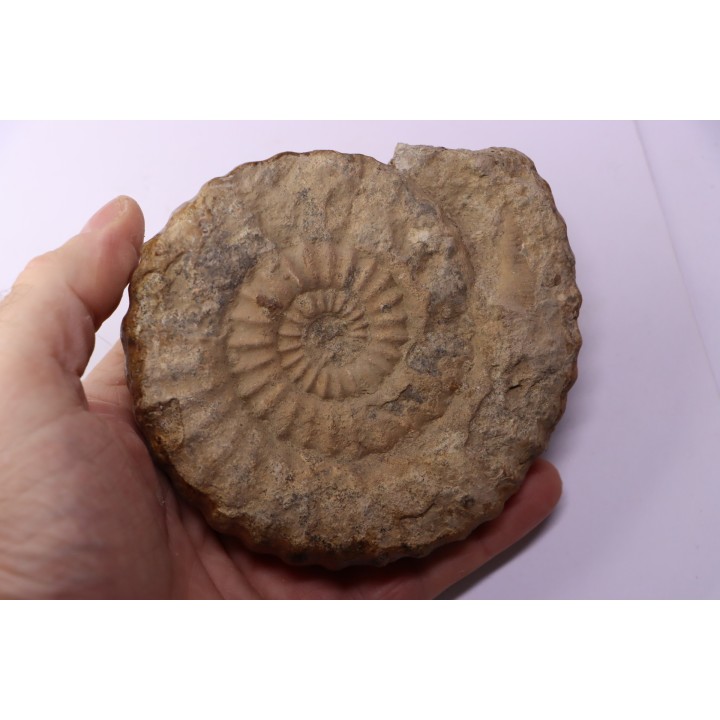 Aegoceras capricornus - Carixien - Nancy (54) FRANCE