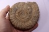 Aegoceras capricornus - Carixien - Nancy (54) FRANCE