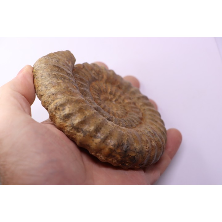 Aegoceras capricornus - Carixien - Nancy (54) FRANCE