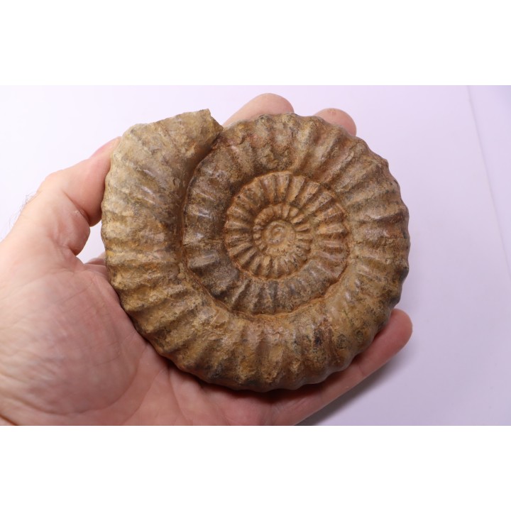 Aegoceras capricornus - Carixien - Nancy (54) FRANCE
