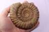 Aegoceras capricornus - Carixien - Nancy (54) FRANCE