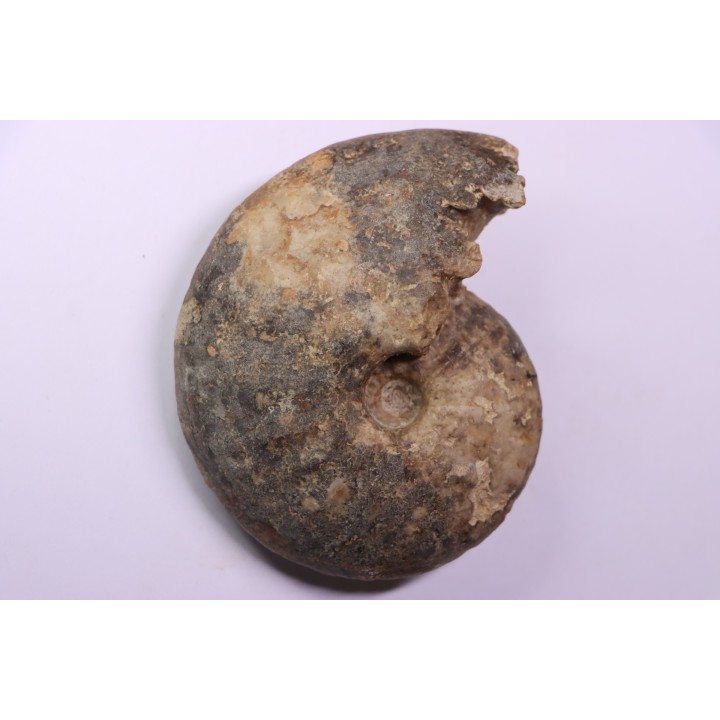 Choffaticeras segne - Turonien - Asfla – Goulmima – Maroc