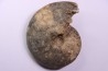 Choffaticeras segne - Turonian - Asfla – Goulmima – Morocco
