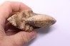Choffaticeras segne - Turonien - Asfla – Goulmima – Maroc