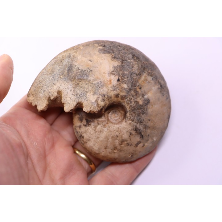 Choffaticeras segne - Turonian - Asfla – Goulmima – Morocco