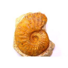 Amaltheus stokesii  domerien   Pulnoy, France