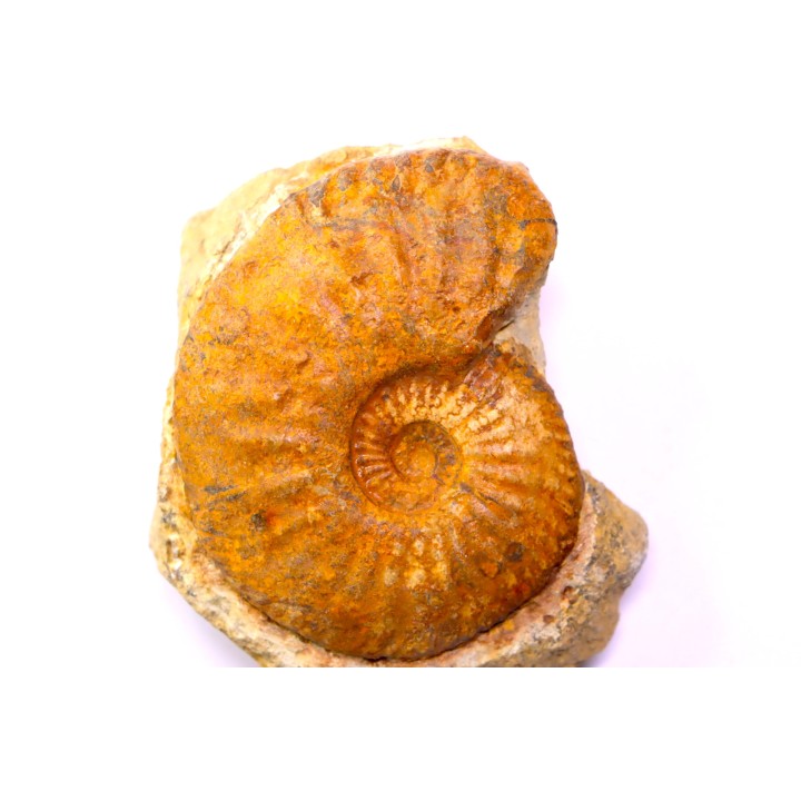 Amaltheus stokesii  domerien   Pulnoy, France