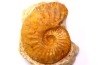 Amaltheus stokesii -  domerien -  Pulnoy, France