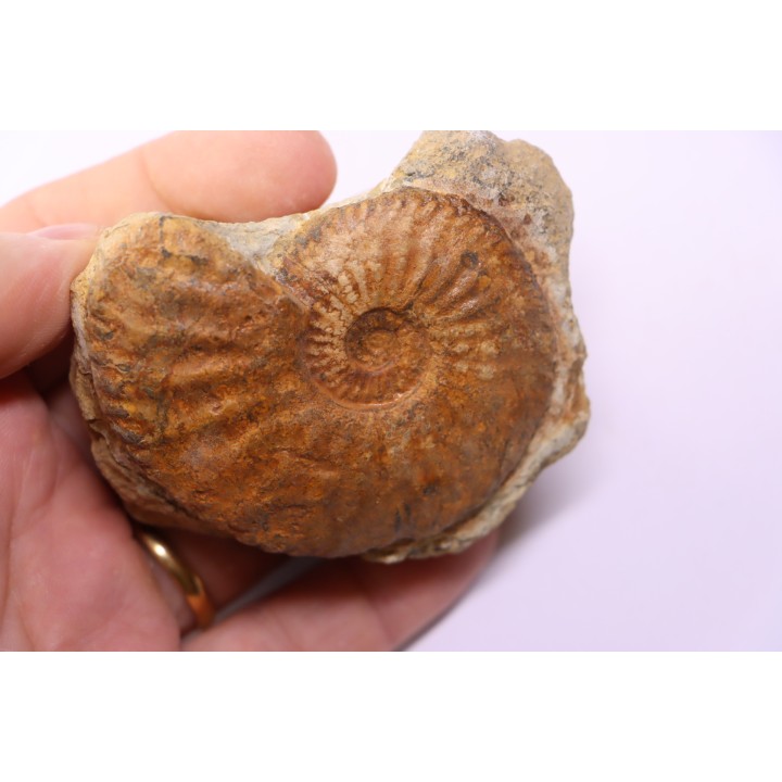Amaltheus stokesii -  domerien -  Pulnoy, France