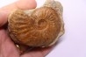 Amaltheus stokesii -  domerien -  Pulnoy, France