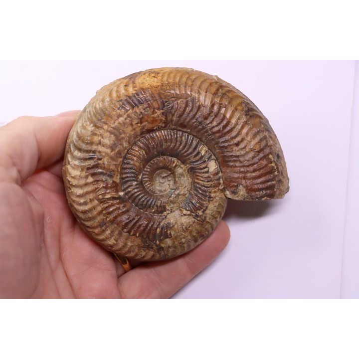 Grammoceras penestriatulum  (Buckman)  Toarcien  Brionnais - FRANCE