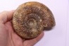 Grammoceras penestriatulum  (Buckman)  Toarcien  Brionnais - FRANCE