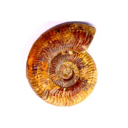 Grammoceras penestriatulum  (Buckman)  Toarcien  Brionnais - FRANCE