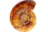 Grammoceras penestriatulum  (Buckman)  Toarcien  Brionnais - FRANCE