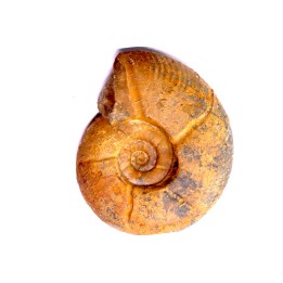 Puzosia compressa  - Cenomanian - Atsimo- Andrefana, Madagascar