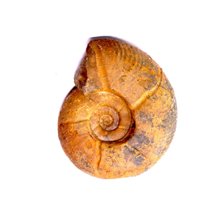 Puzosia compressa - Cenomanien - Atsimo- Andrefana, Madagascar
