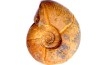 Puzosia compressa  - Cenomanian - Atsimo- Andrefana, Madagascar
