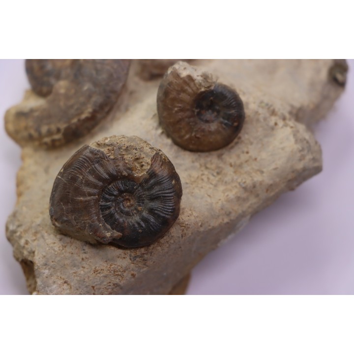 Pleydellia subcompta  (Branco)  Toarcien sup  Brionnais, Saone et Loire, France