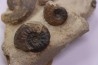 Pleydellia subcompta (Branco) Toarcien sup Brionnais, Saone et Loire, France