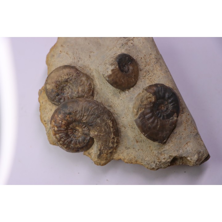Pleydellia subcompta  (Branco)  Toarcien sup  Brionnais, Saone et Loire, France