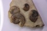 Pleydellia subcompta (Branco) Toarcien sup Brionnais, Saone et Loire, France