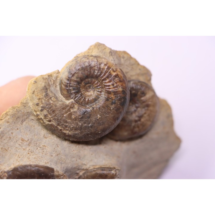 Pleydellia subcompta  (Branco)  Toarcien sup  Brionnais, Saone et Loire, France