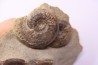 Pleydellia subcompta (Branco) Toarcien sup Brionnais, Saone et Loire, France