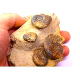 Pleydellia subcompta  (Branco)   Toarcien sup   Brionnais, Saone et Loire, France