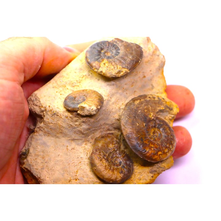 Pleydellia subcompta  (Branco)  Toarcien sup  Brionnais, Saone et Loire, France