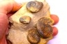 Pleydellia subcompta (Branco) Toarcien sup Brionnais, Saone et Loire, France