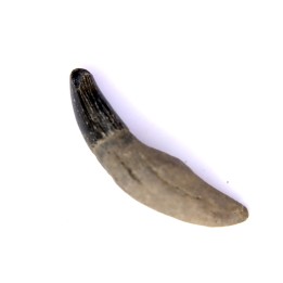 Dent de DAUPHIN:  Eurhinodelphis - pliocène - Anvers, Belgique