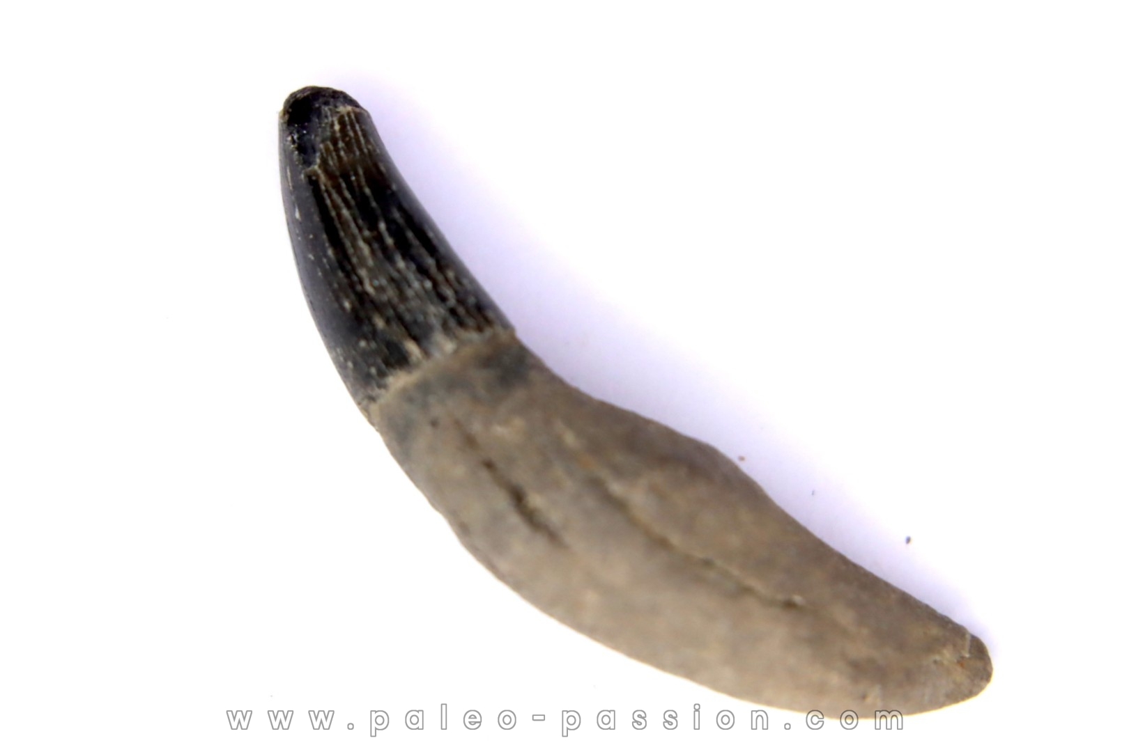 Dent de DAUPHIN: Eurhinodelphis - pliocène - Anvers, Belgique
