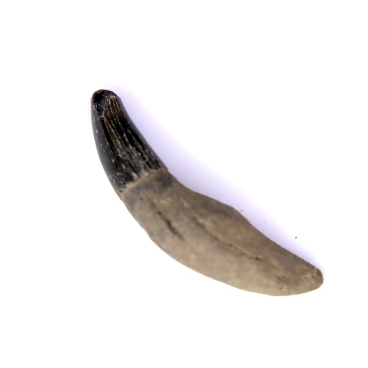 Dent de DAUPHIN:  Eurhinodelphis - pliocène - Anvers, Belgique