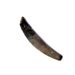 Dent de DAUPHIN:  Eurhinodelphis - pliocène - Anvers, Belgique