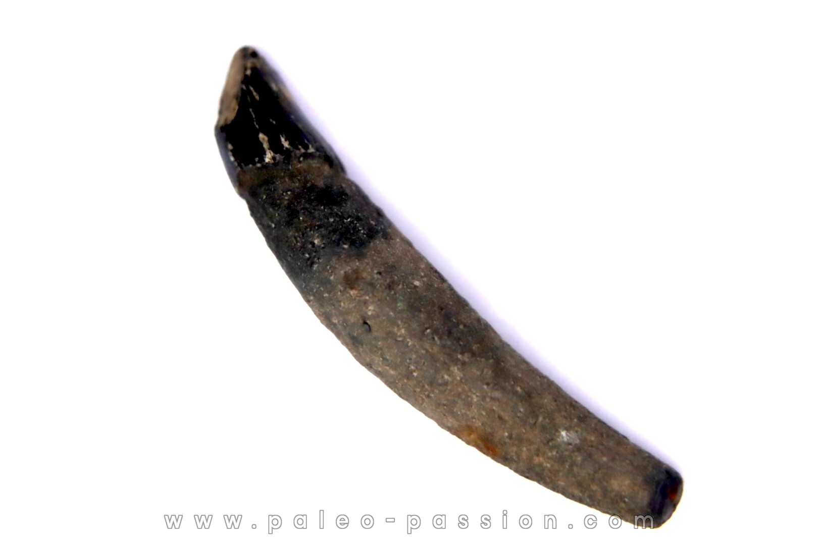 DOLPHIN tooth: Eurhinodelphis - pliocène - Anvers, Belgium