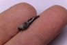 DOLPHIN tooth:  Eurhinodelphis - pliocène - Anvers, Belgium