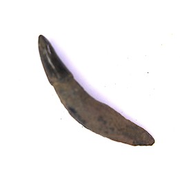 Dent de DAUPHIN:  Eurhinodelphis - pliocène - Anvers, Belgique