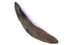 DOLPHIN tooth:  Eurhinodelphis - pliocène - Anvers, Belgium