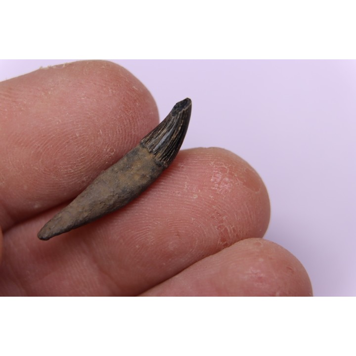DOLPHIN tooth:  Eurhinodelphis - pliocène - Anvers, Belgium