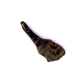 DOLPHIN tooth:  Eurhinodelphis - pliocène - Anvers, Belgium