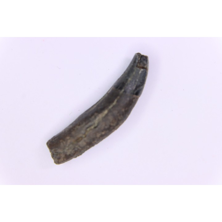 DOLPHIN tooth:  Eurhinodelphis - pliocène - Anvers, Belgium