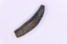 DOLPHIN tooth:  Eurhinodelphis - pliocène - Anvers, Belgium
