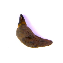 DOLPHIN tooth:  Eurhinodelphis - pliocène - Anvers, Belgium