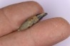 DOLPHIN tooth:  Eurhinodelphis - pliocène - Anvers, Belgium