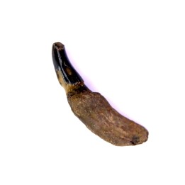 DOLPHIN tooth:  Eurhinodelphis - pliocène - Anvers, Belgium