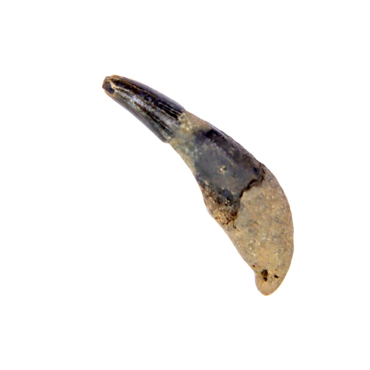 DOLPHIN tooth:  Eurhinodelphis - pliocène - Anvers, Belgium